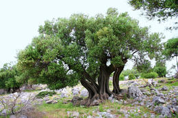 Chorvatsko, olivovníky Lun