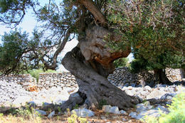 Chorvatsko, ostrov Pag, olivovníky Lun