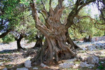 Chorvatsko, olivovníky Lun