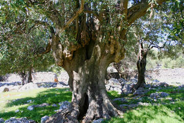 Chorvatsko, ostrov Pag, olivovníky Lun