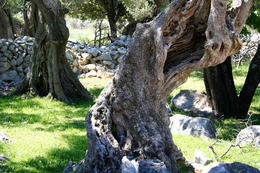 Chorvatsko, olivovníky Lun