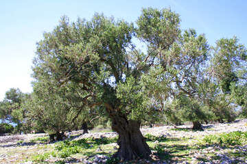 Chorvatsko, ostrov Pag, olivovníky Lun