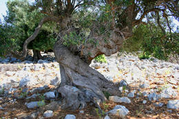 Chorvatsko, olivovníky Lun