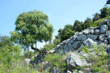 Chorvatsko, ostrov Pag, olivovníky Lun