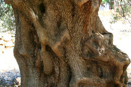 Chorvatsko, ostrov Pag, olivovníky Lun