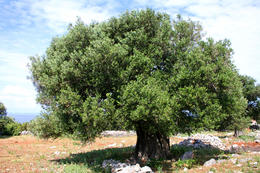 Chorvatsko, ostrov Pag, olivovníky Lun