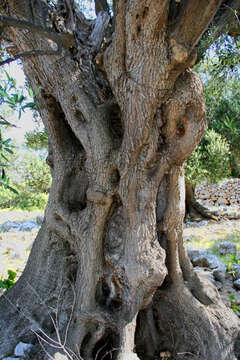 Chorvatsko, olivovníky Lun