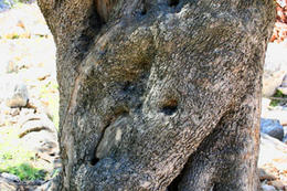 Chorvatsko, ostrov Pag, olivovníky Lun