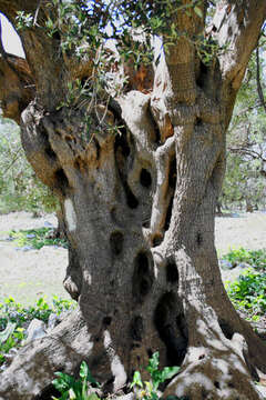 Chorvatsko, olivovníky Lun