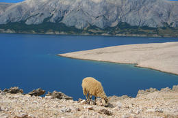 U skal nad pláží Ručica, ostrov Pag, Chorvatsko